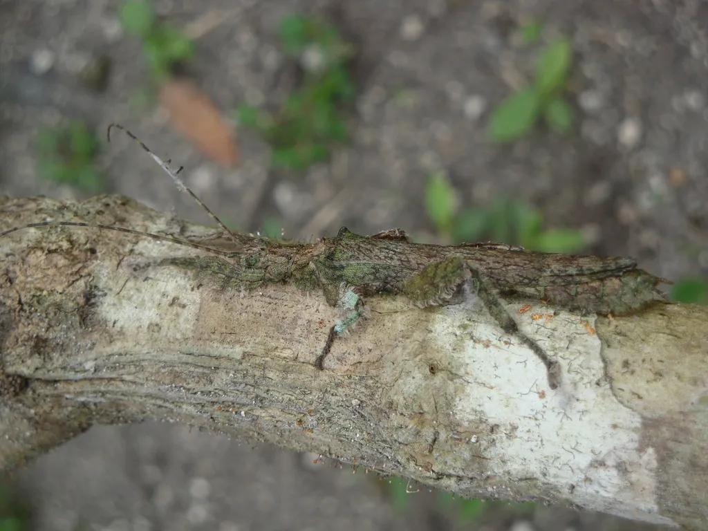 Prisopodidae - photo 2