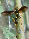 Pristaulacus auricomus