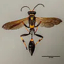 Pristaulacus auricomus - photo 2