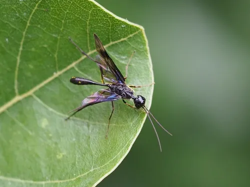 Pristaulacus comptipennis