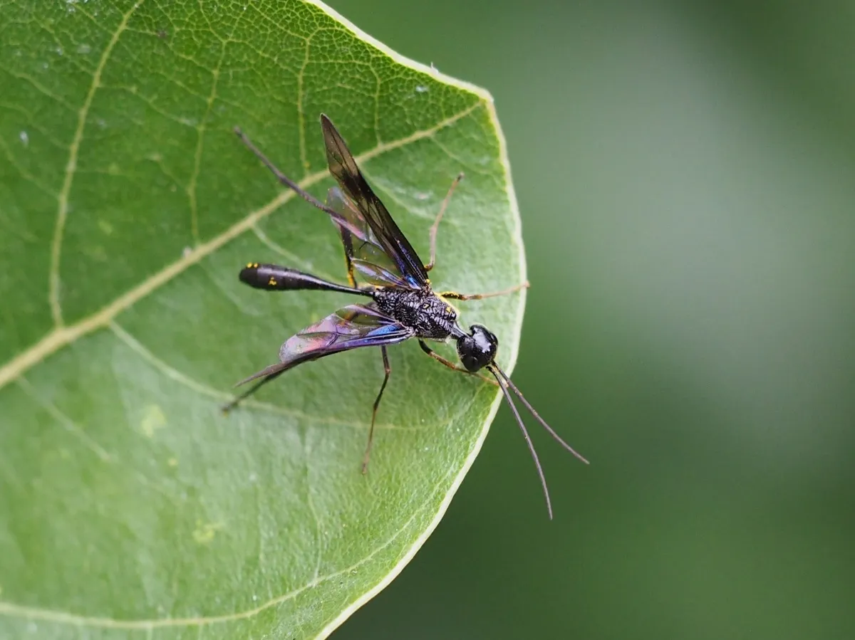 Pristaulacus comptipennis - photo 2