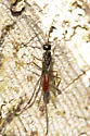 Pristaulacus editus