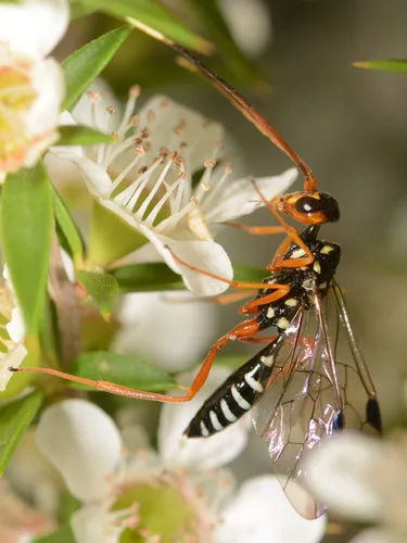 Pristaulacus flavoguttatus