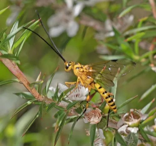 Pristaulacus formosus