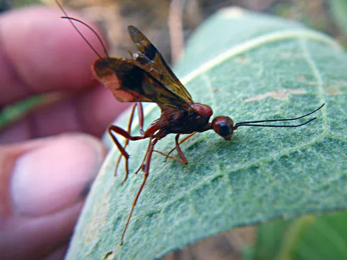 Pristaulacus foxleei