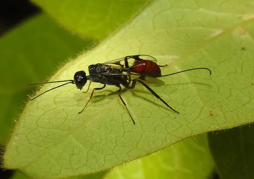 Pristaulacus galitae