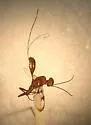 Pristaulacus melleus