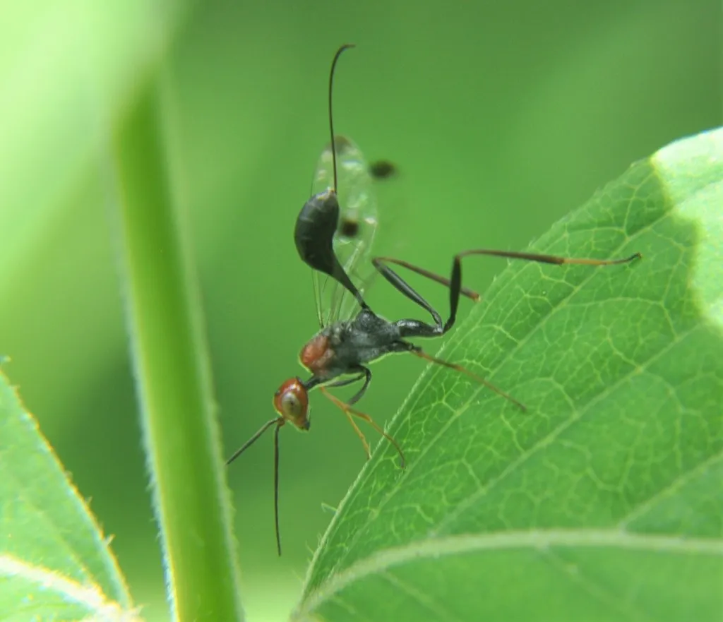 Pristaulacus mexiuni