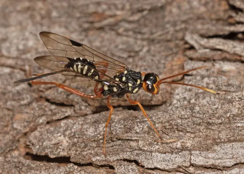Pristaulacus ornatus