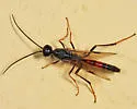 Pristaulacus resutorivorus