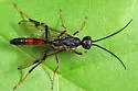 Pristaulacus resutorivorus - photo 2