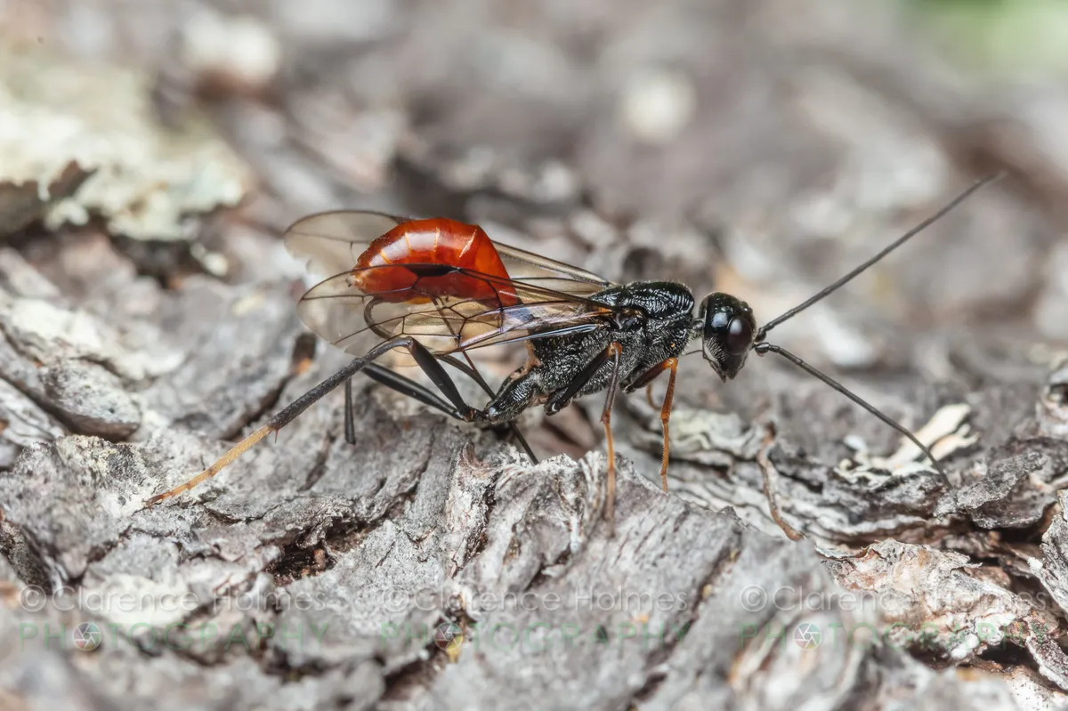 Pristaulacus rufitarsis