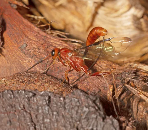 Pristaulacus rufus