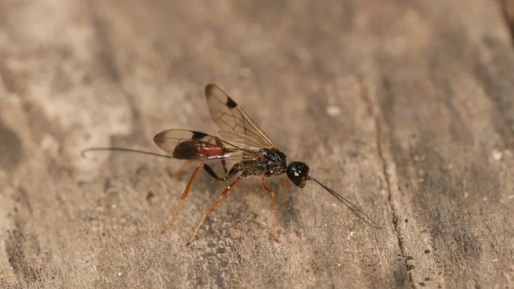Pristaulacus stigmaterus