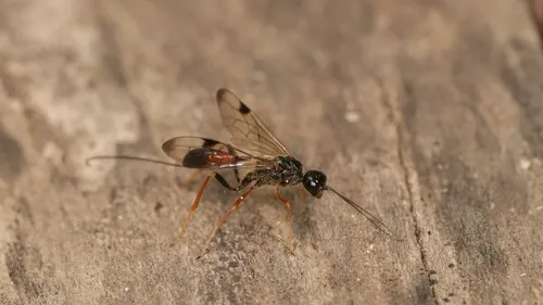Pristaulacus stigmaterus - photo 2