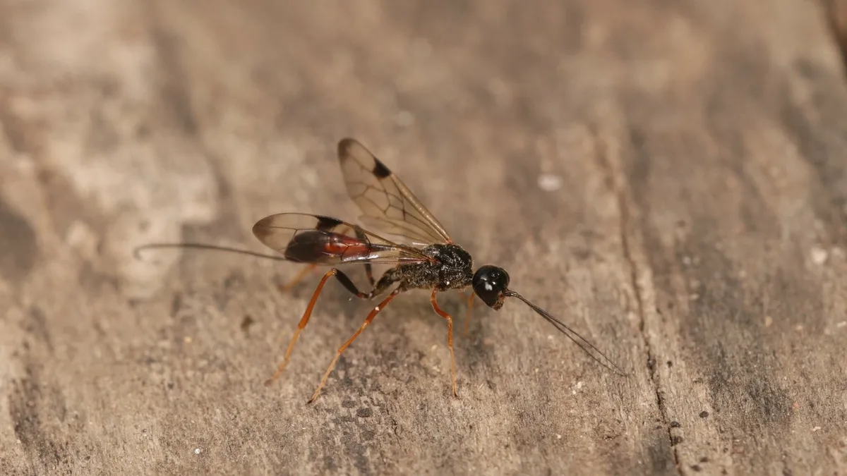 Pristaulacus stigmaterus - photo 3