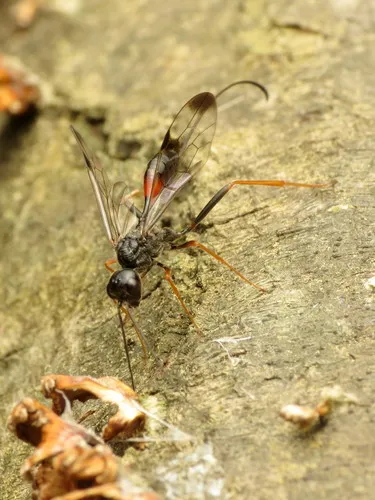 Pristaulacus strangaliae