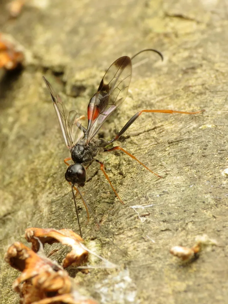 Pristaulacus strangaliae - photo 3