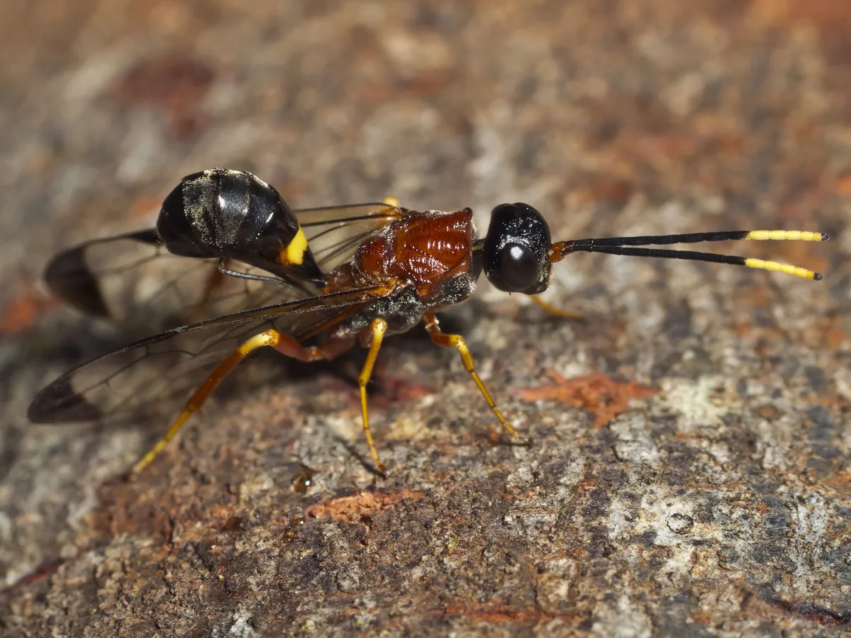 Pristaulacus variegatus - photo 3
