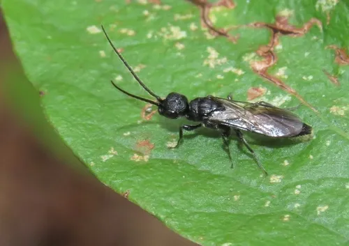Pristepyris armiferus - photo 3