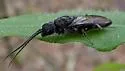 Pristepyris ater - Pristepyris ater