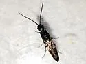 Pristepyris ater - photo 3