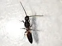 Pristepyris ater - photo 4