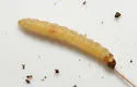 Pristerognatha agilana - Hodges#2831 - photo 2