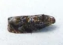 Pristerognatha agilana - Hodges#2831 - photo 4