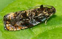Pristerognatha agilana - Hodges#2831 - photo 5