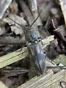 Pristilophus blanditus