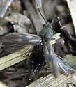 Pristilophus blanditus - photo 4
