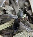 Pristilophus blanditus - photo 5