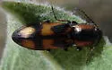 Pristilophus edwardsi