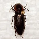Pristilophus edwardsi - photo 2