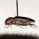 Pristilophus edwardsi - photo 3