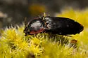 Pristilophus edwardsi - photo 4