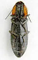 Pristilophus edwardsi - photo 5