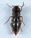 Pristilophus festivus - photo 4