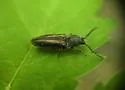 Pristilophus lanei