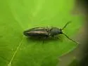 Pristilophus lanei - photo 2
