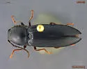 Pristilophus morulus