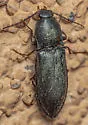 Pristilophus morulus - photo 3
