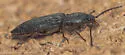 Pristilophus morulus - photo 4