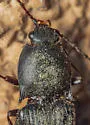 Pristilophus morulus - photo 5