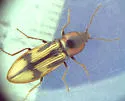 Pristilophus pulcher - Pristilophus pulcher