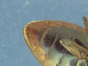 Pristilophus pulcher - photo 2