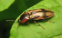 Pristilophus pulcher - photo 3