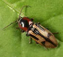 Pristilophus pulcher - photo 4