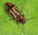 Pristilophus pulcher - photo 5